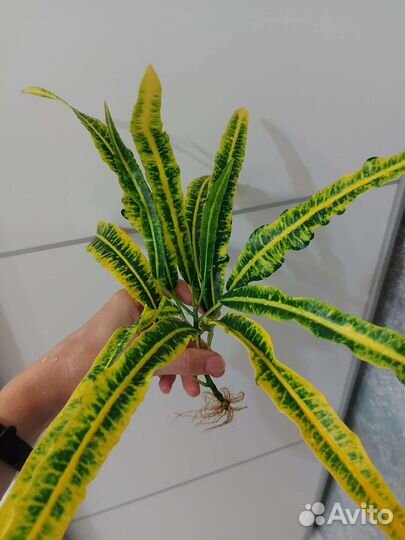 Кротон с корнями