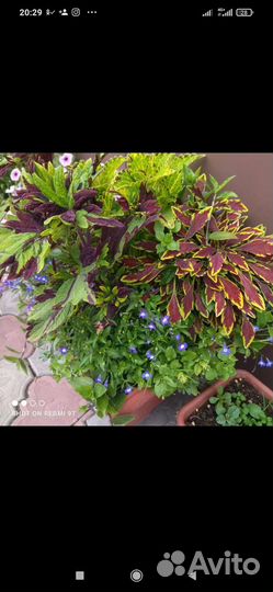 Вегетативные колеусы