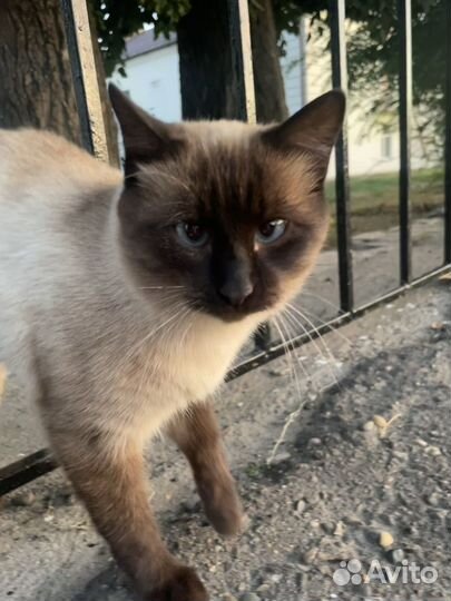 Найден молодой кот