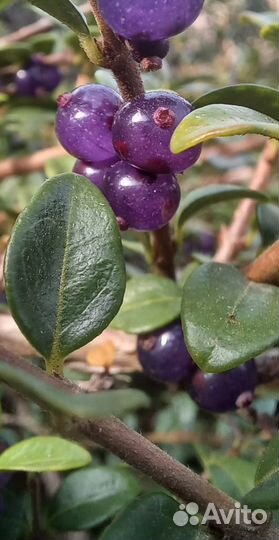 Жимолость шапочная, вечно зелёный кустарник