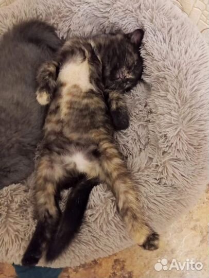 Отдам бесплатно