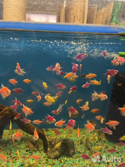 Аквариумные рыбки