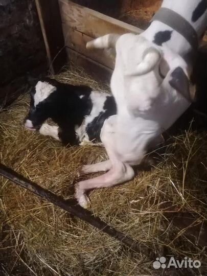 Голштинизированная черно-пестрая корова