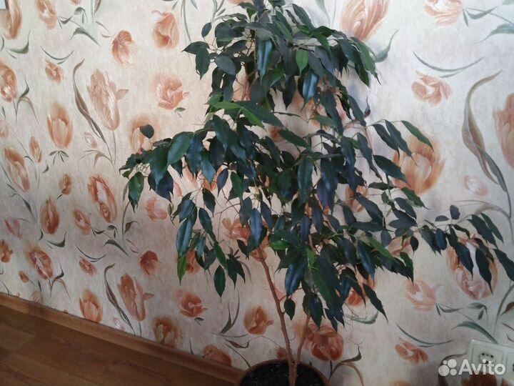 Домашние растения и цветы 100 здоровые