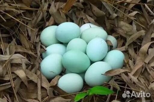 Куры чёрные ухейлюй семьями Доставка