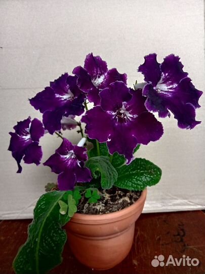 Стрептокарпус