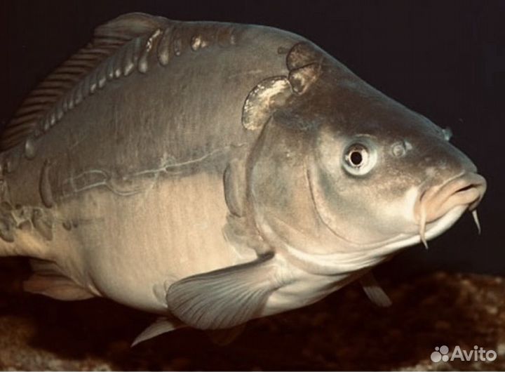 Товарная живая рыба