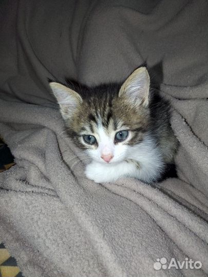 Британские котята