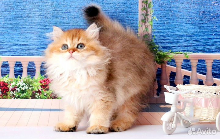 Британская длинношерстная кошка