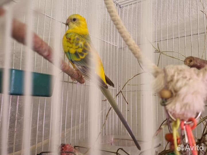 Певчий попугай