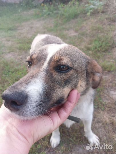 Собака в добрые руки маленькая порода