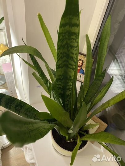 Сансевиерия / щучий хвост с керамическим горшком