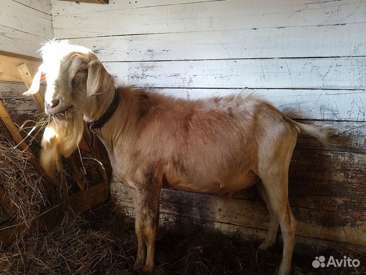 Козёл Ла-Манча 100