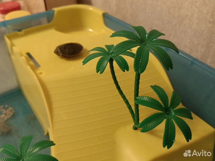 Террариум с красноухой черепашкой