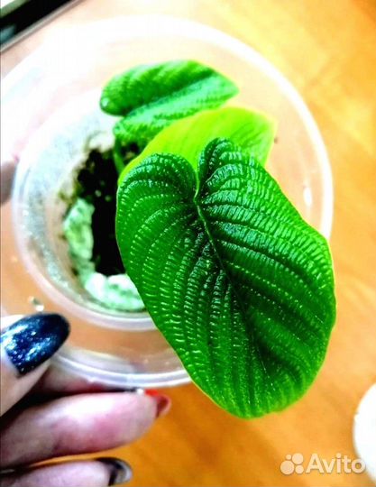 Филодендрон - Линханони Philodendron Iynnhannoniae