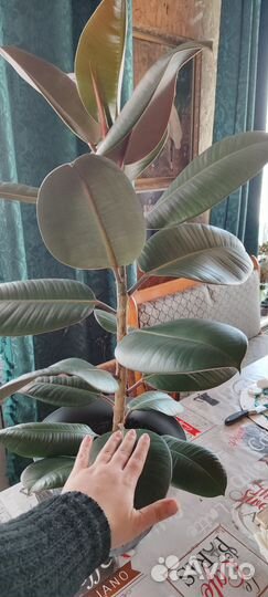 Фикус каучуконосный