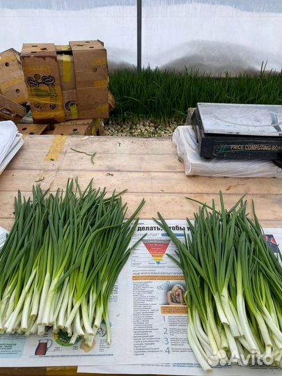 Консультации, агросопровождение по выгонке лука