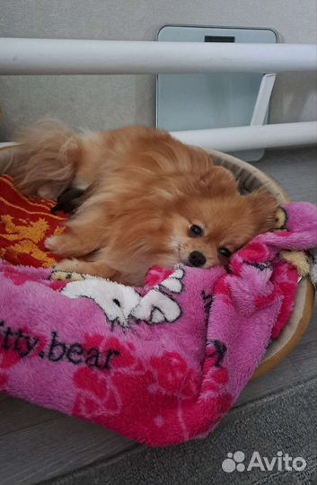 Щенки шпица