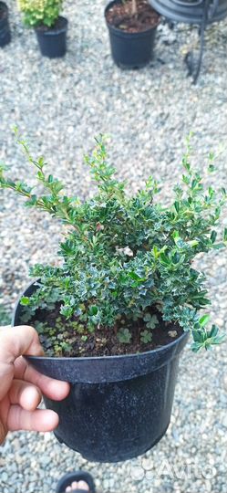 Барбарис Дарвина Компакта