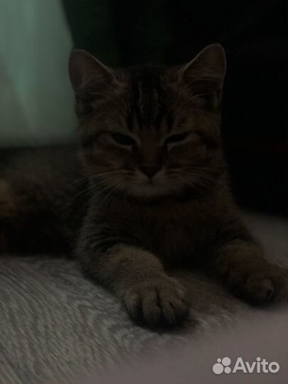 Котята золотая шиншилла