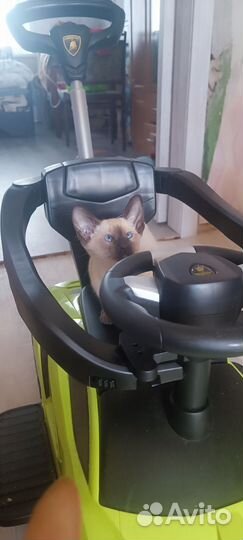 Ориентальные котята