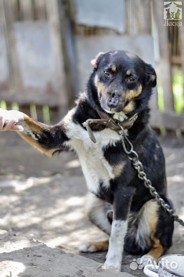 Умный Сириус