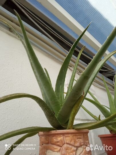 Алоэ Вера -аптека в вашем доме