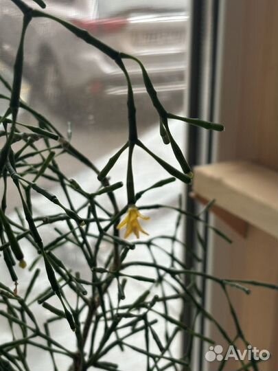 Хатиора цветущая