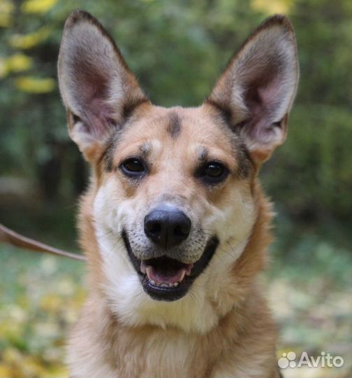 Лисичка Риджи в добрые руки