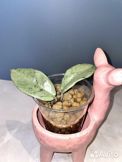 Хойя хоечки