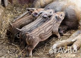 Венгерская мангалица поросята