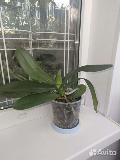 Орхидея фаленопсис Big Lip Aladdin. Отцвёл