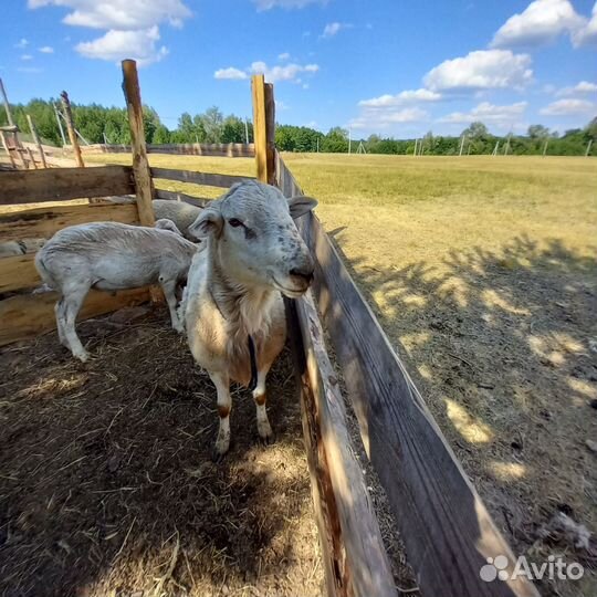 Катумский баран