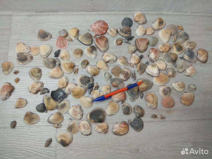 Ракушки разные с моря для аквариума