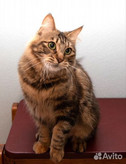 Молодая кошечка Курильский бобтейл