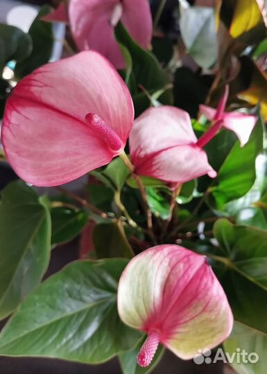 Антуриум Принцесса Амалия Хот Липс