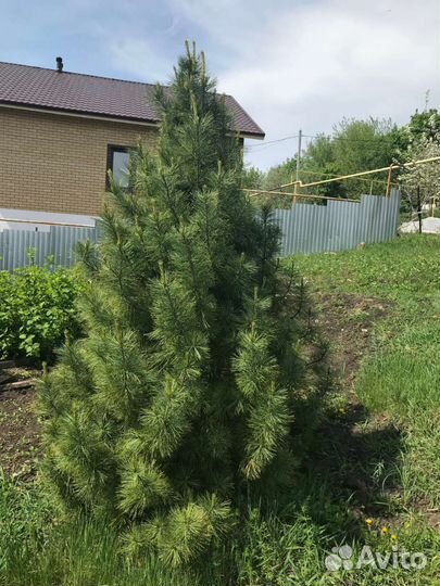 Саженцы сибирского кедра