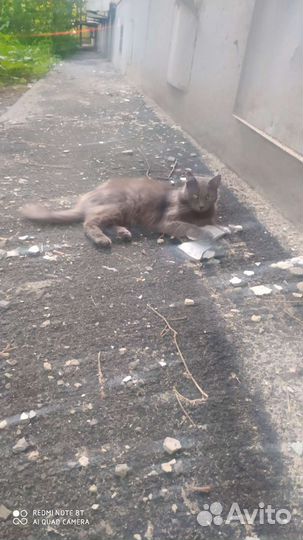 Котики братья