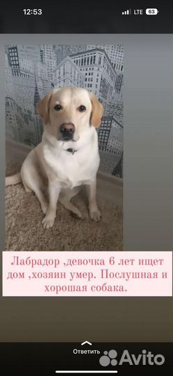 Лабрадор девочка 6 лет