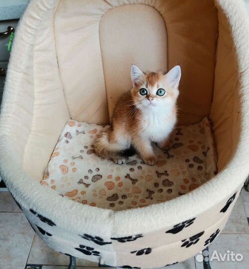 Котята золотая шиншилла