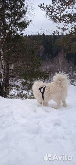 Вязка самоед