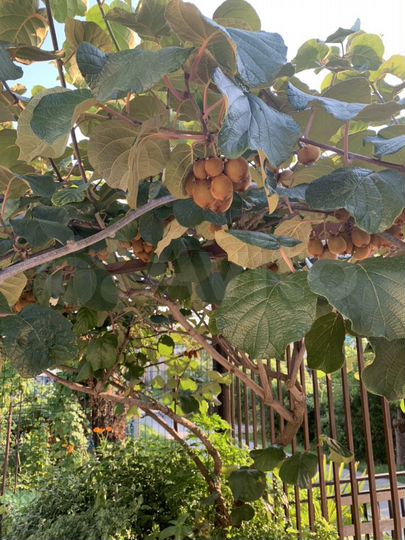 Комната 20 м² в > 9-к., 1/3 эт.