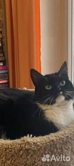 Кошка Манюня