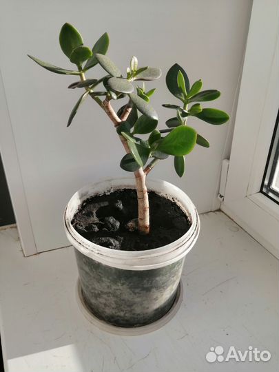 Толстянка или денежное дерево