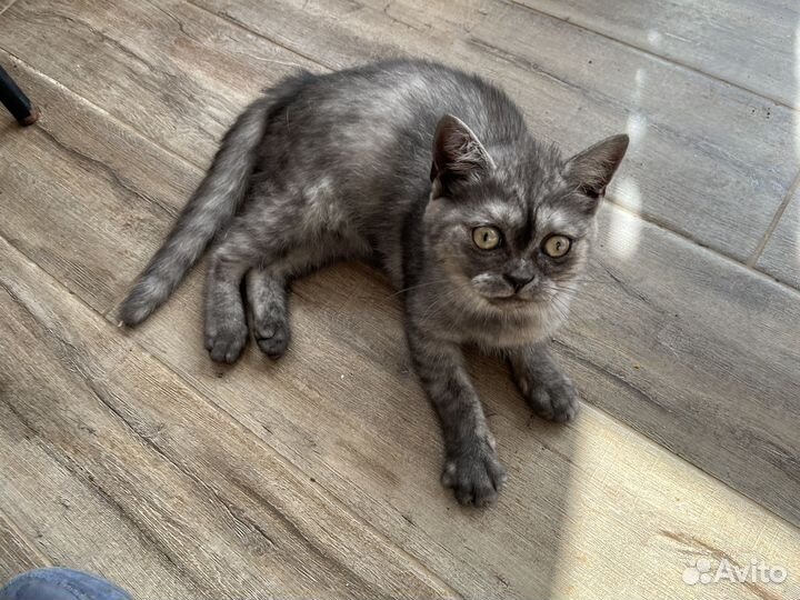 Котенок 4 месяца девочка