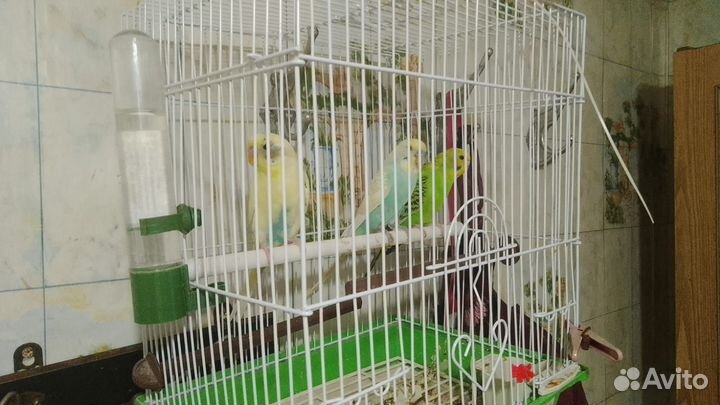 Волнистый попугай