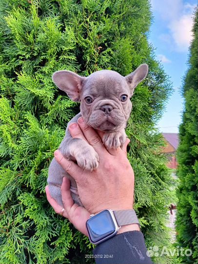 Лиловый француз мини