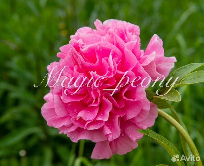 Пион кудрявый - Карнейшен Букет Carnation Bouquet