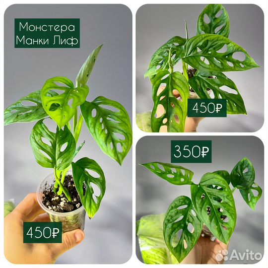 Монстера манки лиф
