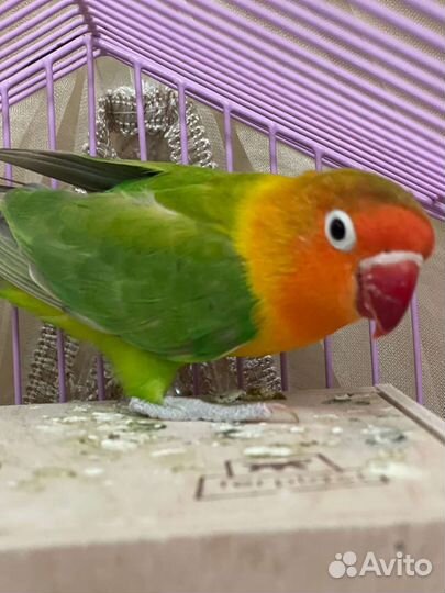 Обмен или продажа попугаев
